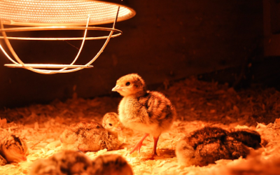 This Spring, Let’s Set #AConsciousTable