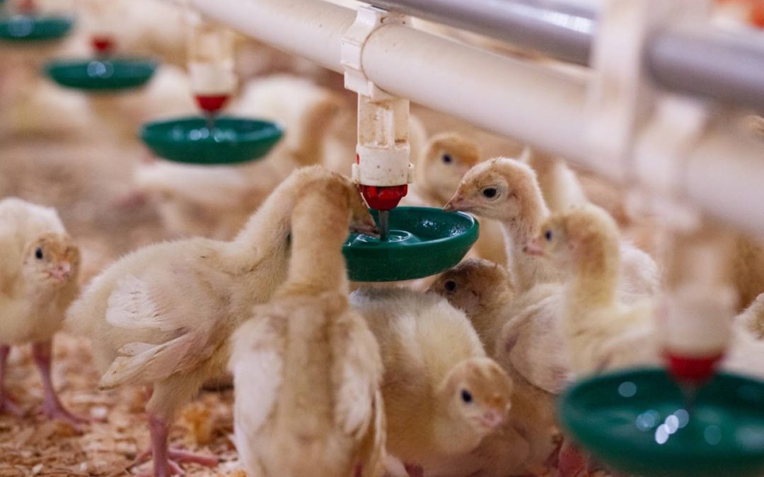 A Year in Review: 2025 With BC Turkey